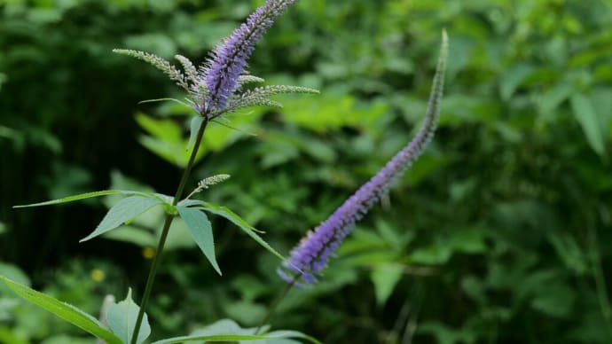 六甲高山植物園の花めぐり(PartⅢ)