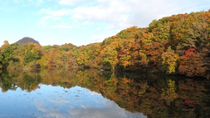 紅葉に浮かぶ水鳥たち