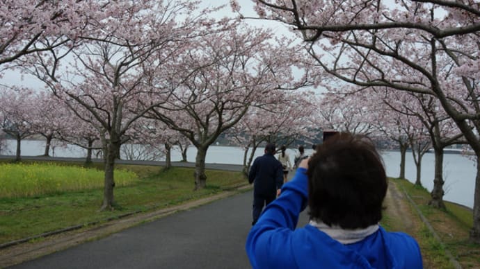 ときわ公園の桜を見ながらウォーキング　前篇