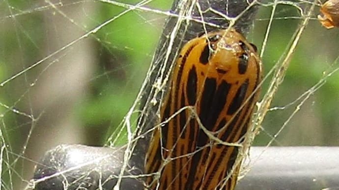 ウメエダシャク前蛹・蛹20200528
