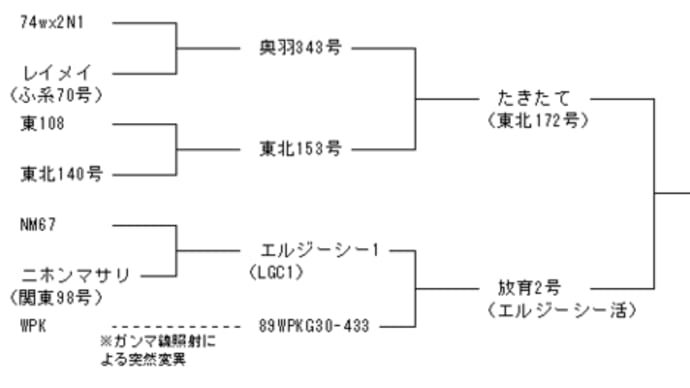 < お米 > お米の品種・銘柄 ゆめふわり