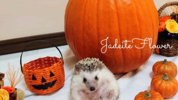 ハリネズミとハロウィンかぼちゃ🎃