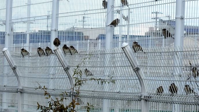 近隣散歩、スズメが元気