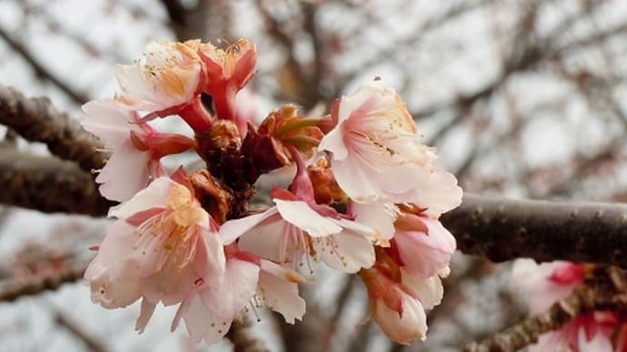 つぶやき#2003 さった峠の花