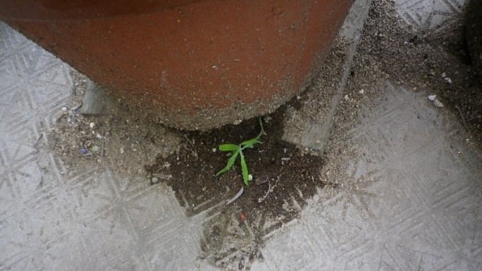 土が流れるから思わず刺したラベンダーの茎