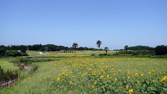 ひまわりと椰子の木と田園風景
