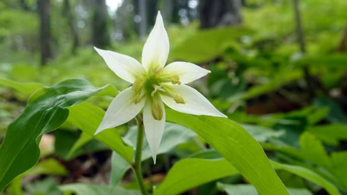 花見山歩・匠の森公園40