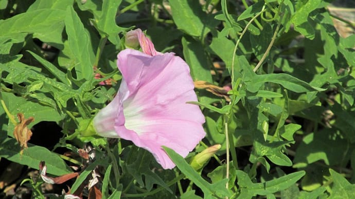 花、草