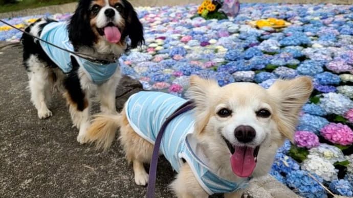 あじさい池はインスタ映えだね~6月8日「あじさいの里」へ①