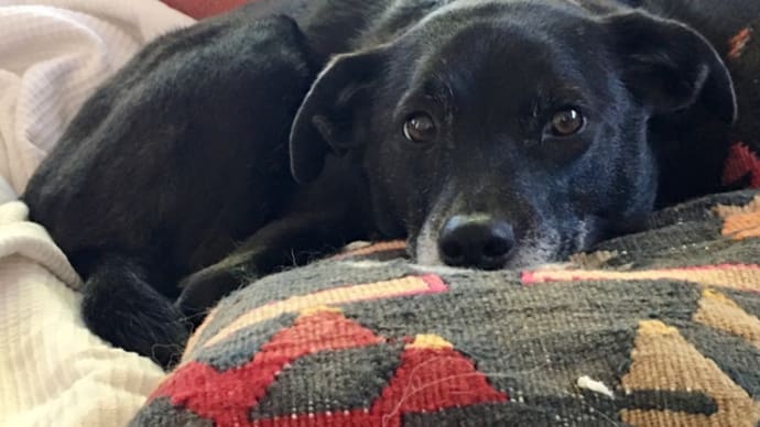 犬、徐々に上向き
