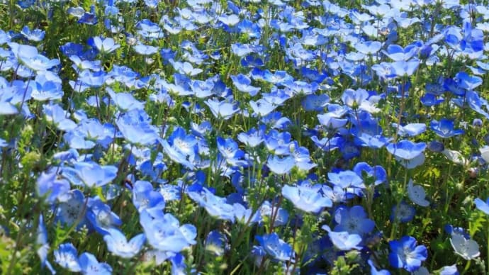 まもなく見頃💙青の絨毯「ネモフィラ」💐