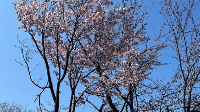 桜を愛でに、あべちゃんぽ。
