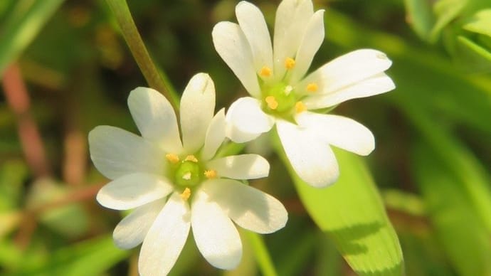 HANAHANA 2020/02/15~19 畦道の花たち