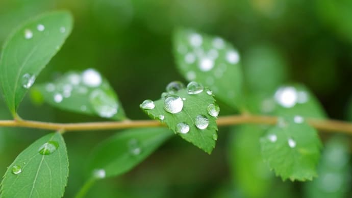 水滴 Cosina AF100mm macro F3.5
