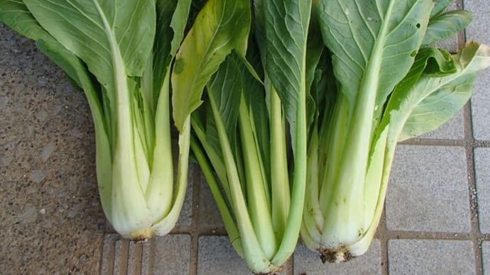 秋冬野菜を早く採らなければ