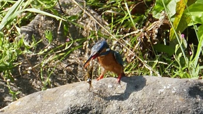 カワエビをゲットしたカワセミ