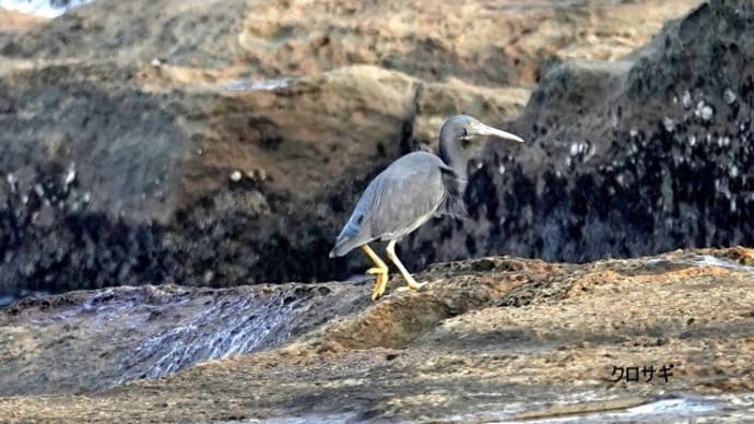 02/04探鳥記録写真-3:狩尾岬の鳥たち②(クロサギの採餌模様、マガモ、イソヒヨドリ、)