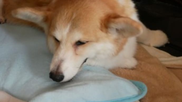 犬の整体*せがサークルにようこそ再び
