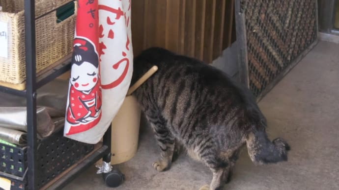 チャメちゃん*シロちゃん