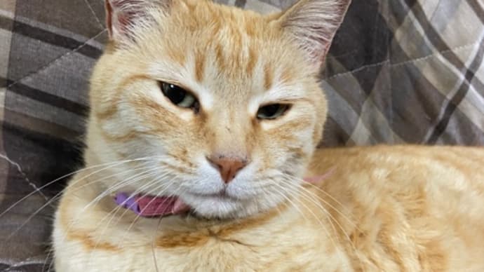 猫舟特製ニャンコの迷子札❤️