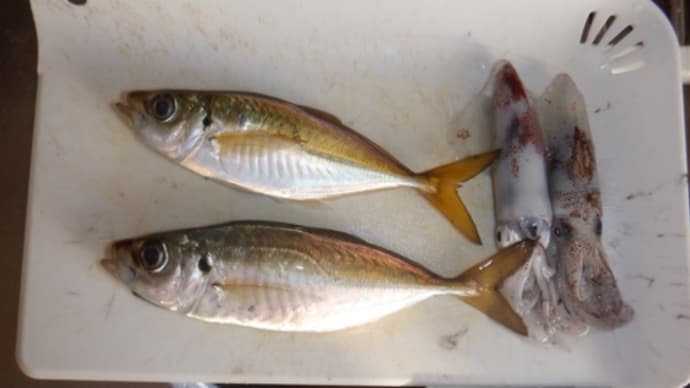 湾奥ヒイカ釣り