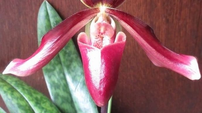 Paph・パフィオペディラム