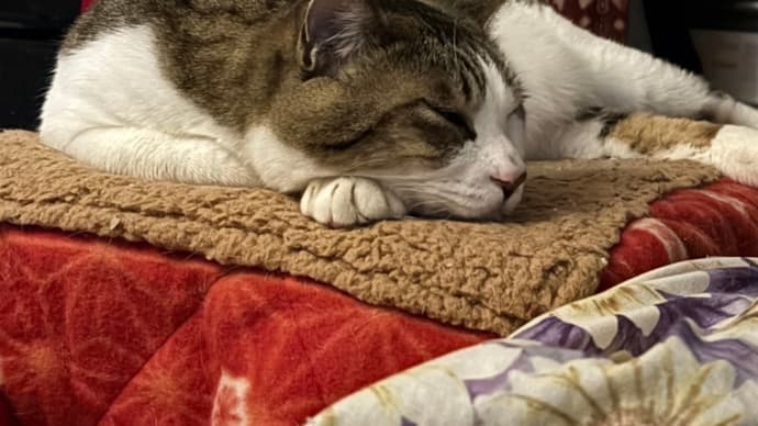 コテblog😹✨️😹✨️😹