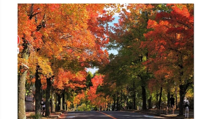 三色彩道 紅葉 錦秋道彩