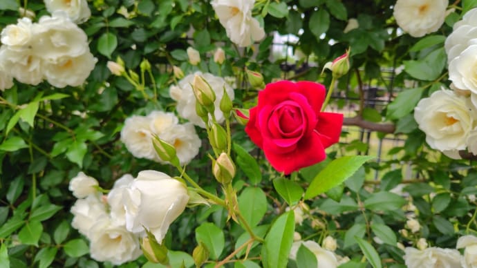 昨日は彦根市の薔薇園に行って来ました🌹