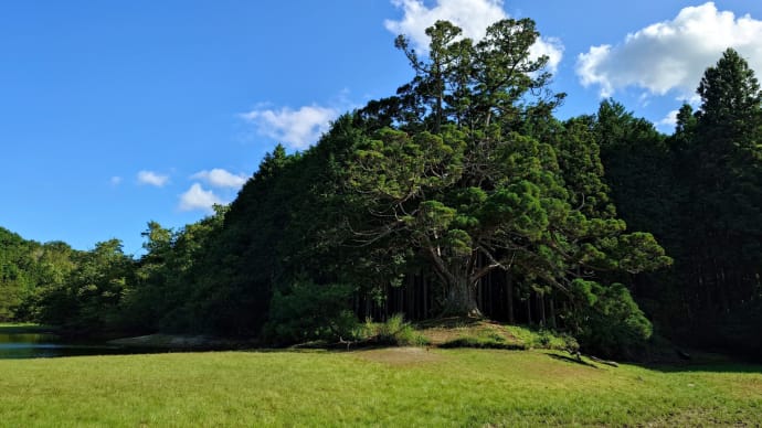 「岩尾池の一本杉」、陸の一本杉になってしまったのか？