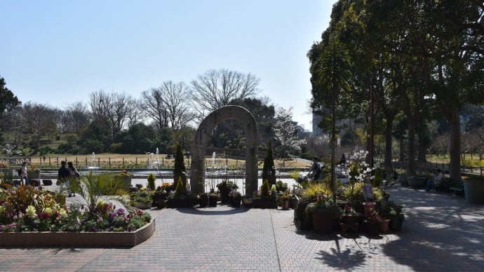さくら狩り　神奈川県鎌倉市　日比谷花壇大船フラワーセンター（1）玉縄桜満開、見頃です