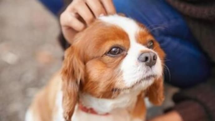 犬のしつけ方教室を開催しました🐕