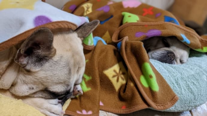 手を繋いで寝る犬猫(母の誕生日と、明日は本命日)