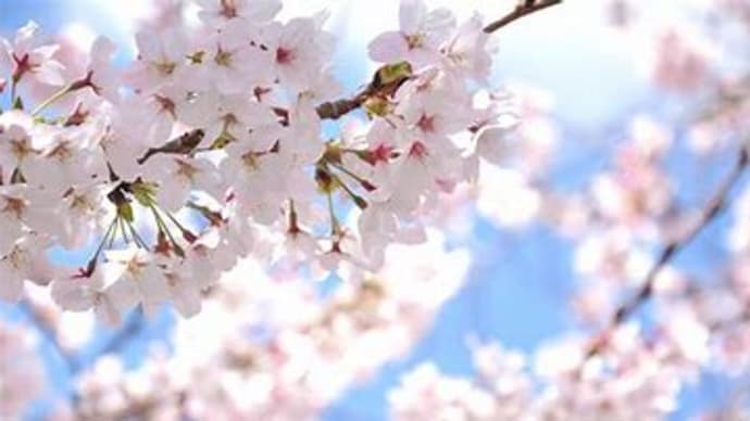 宮崎と高知で桜の開花 & バイク20km