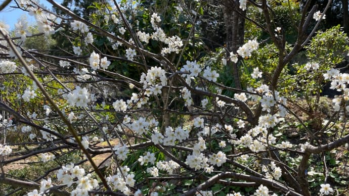 花は咲く