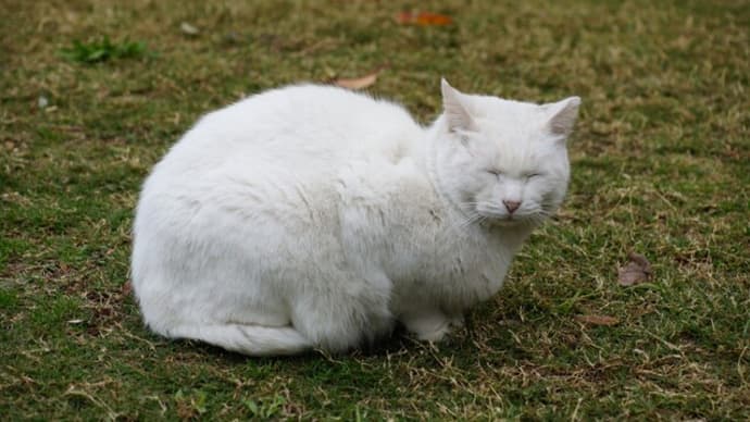 猫のいる風景⑪