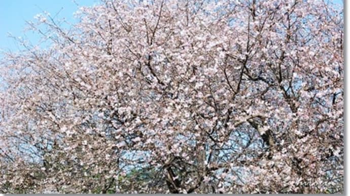 四季桜