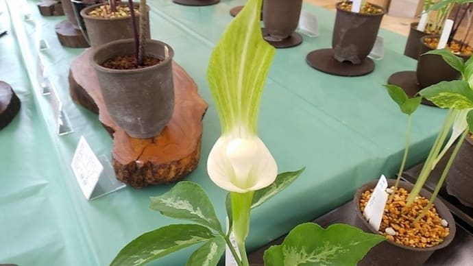 湘南うらしまそう展(長久保公園)