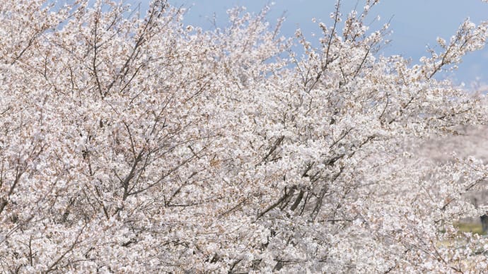 さくら市の桜満開