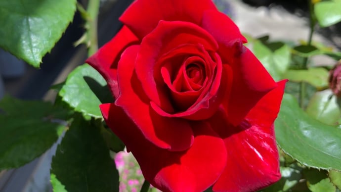 日暮里へ 娘を送り バラの世話🌹