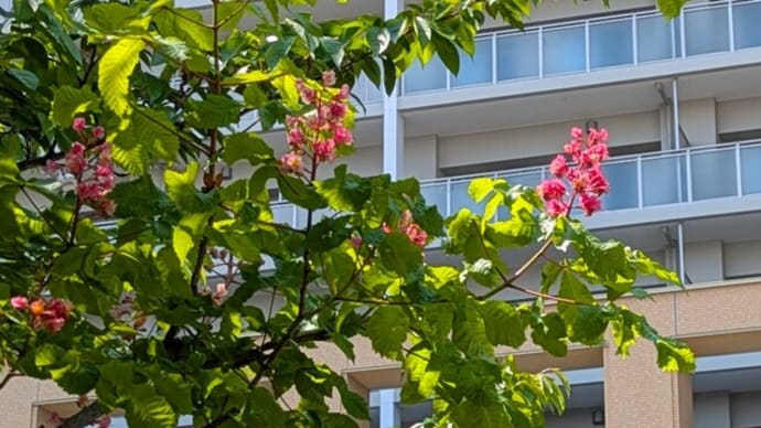 マロニエの花とバラの花
