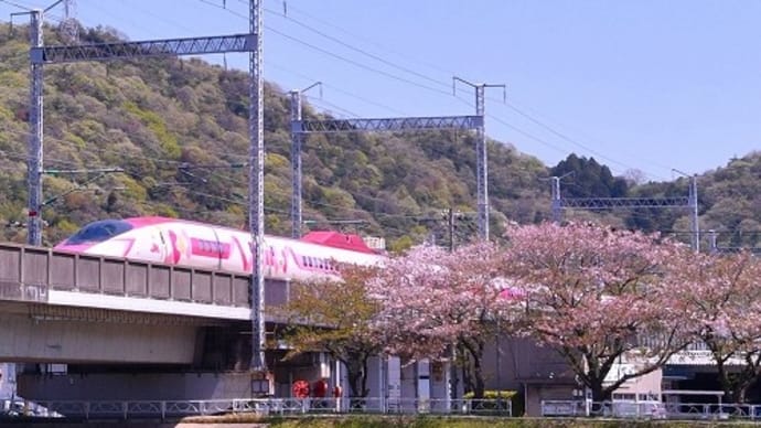 桜 と ハローキティ新幹線 ’24.4.14