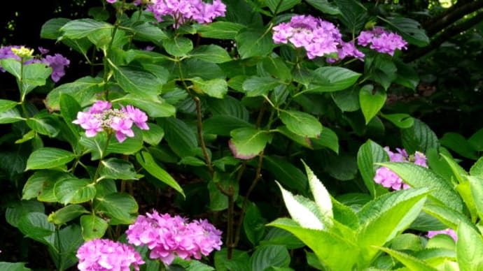 加茂荘花鳥園のアジサイ
