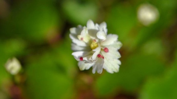 鉢植えの「大文字草」(9)「雪輪」