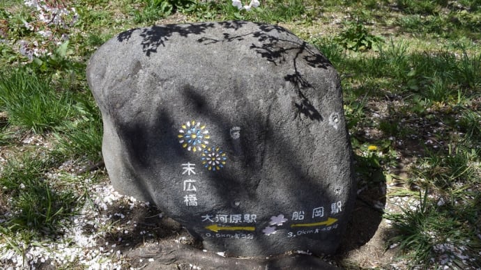 さくら狩り 宮城県柴田郡大河原町(3)末広歩道橋から桜並木