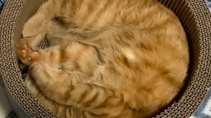 千変万化の猫事案