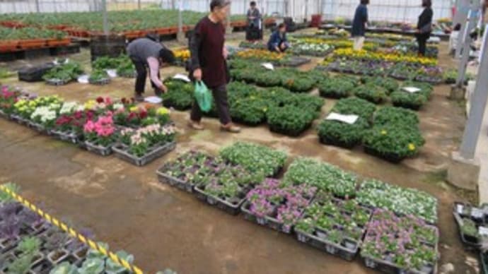 夏から秋の花の管理