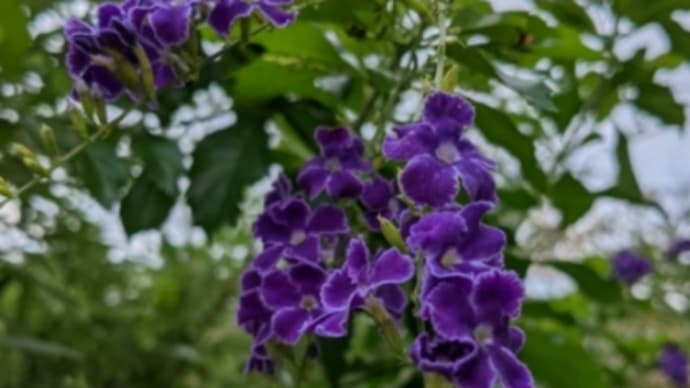 パープルの花の名前は①デュランタ・タカラヅカ