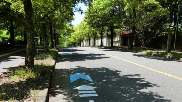 2024.6.13 の「三色彩道」です!
