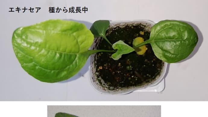 エキナセア のブログ記事一覧 春の黄緑 秋の黄橙 エキナセア のブログ記事一覧 春の黄緑 秋の黄橙